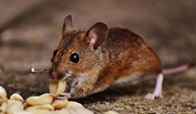 24 Hour & Emergency Exterminators in Trementina, NM